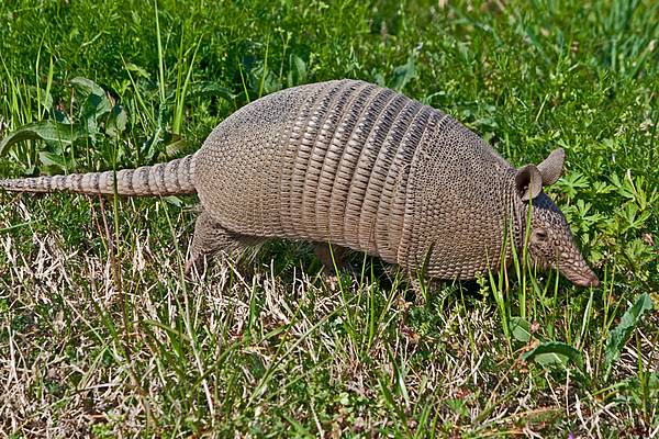 Mammals Costa Rica Insider   Csm Costa Rica Guerteltier 3984435da4 