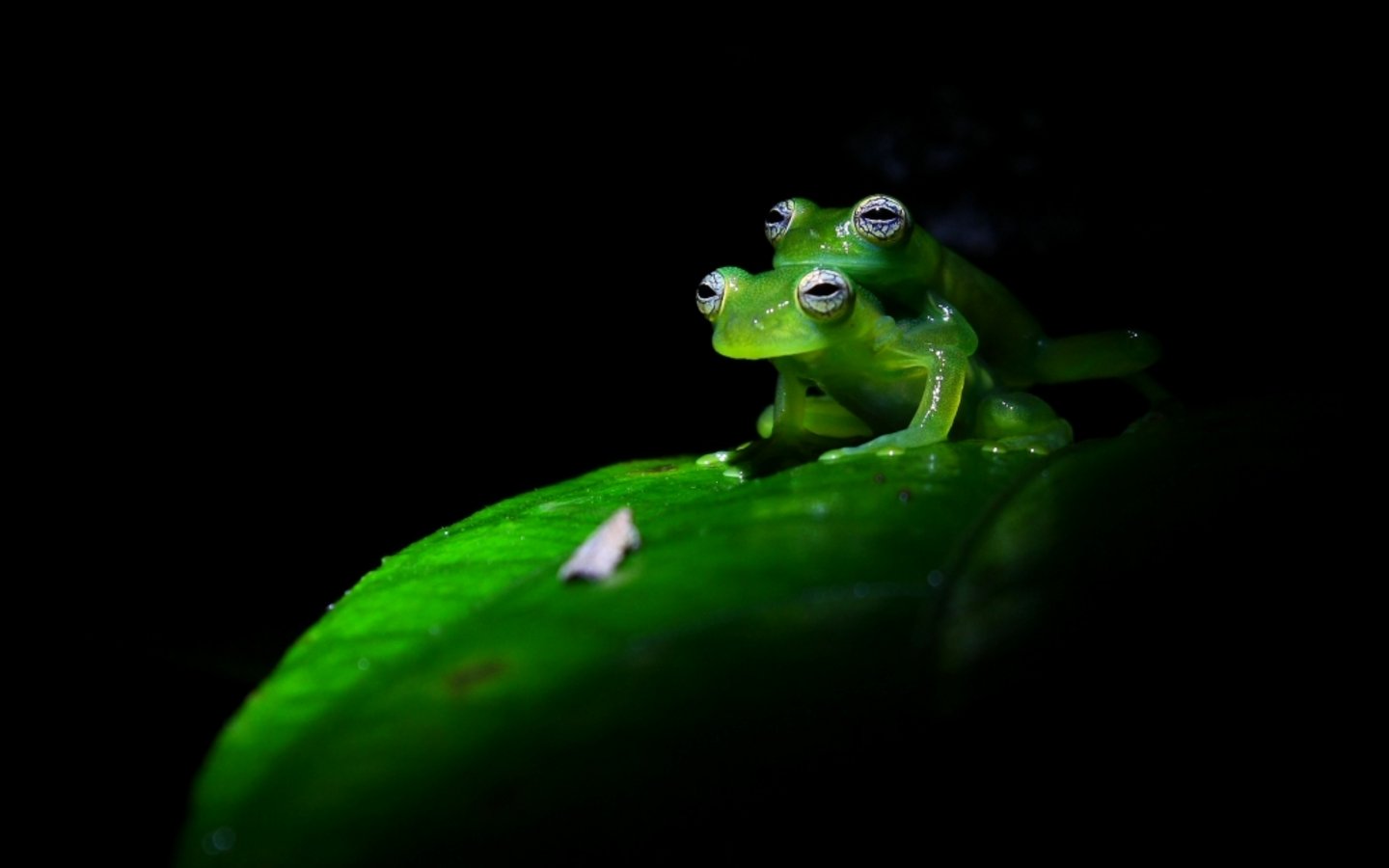 Night hike - Costa-Rica Insider