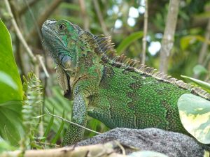 Lizards - Costa-Rica Insider