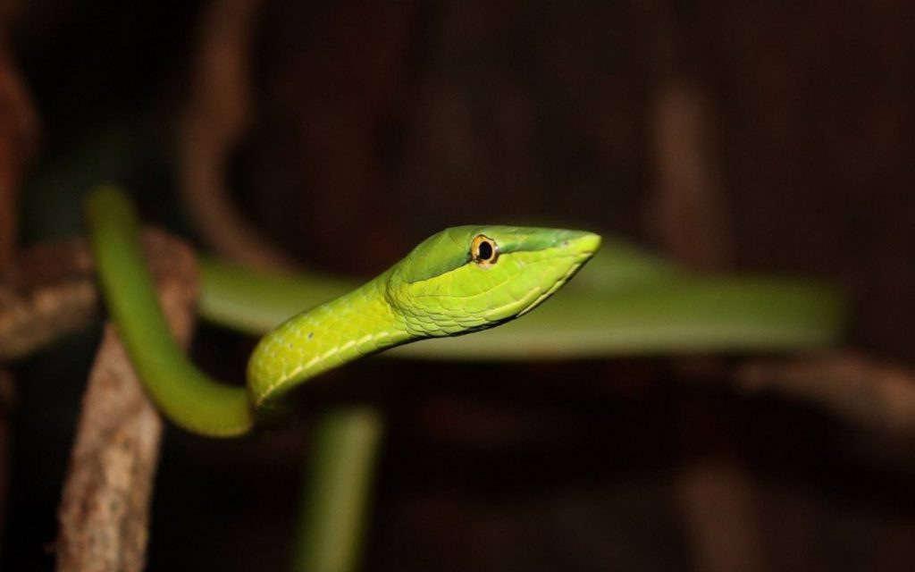 Poisonous Snakes, Ask the Experts CostaRica Insider