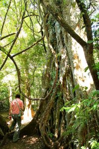 csm_costa-rica-wandern-im-regenwald_f1d56cfa8b